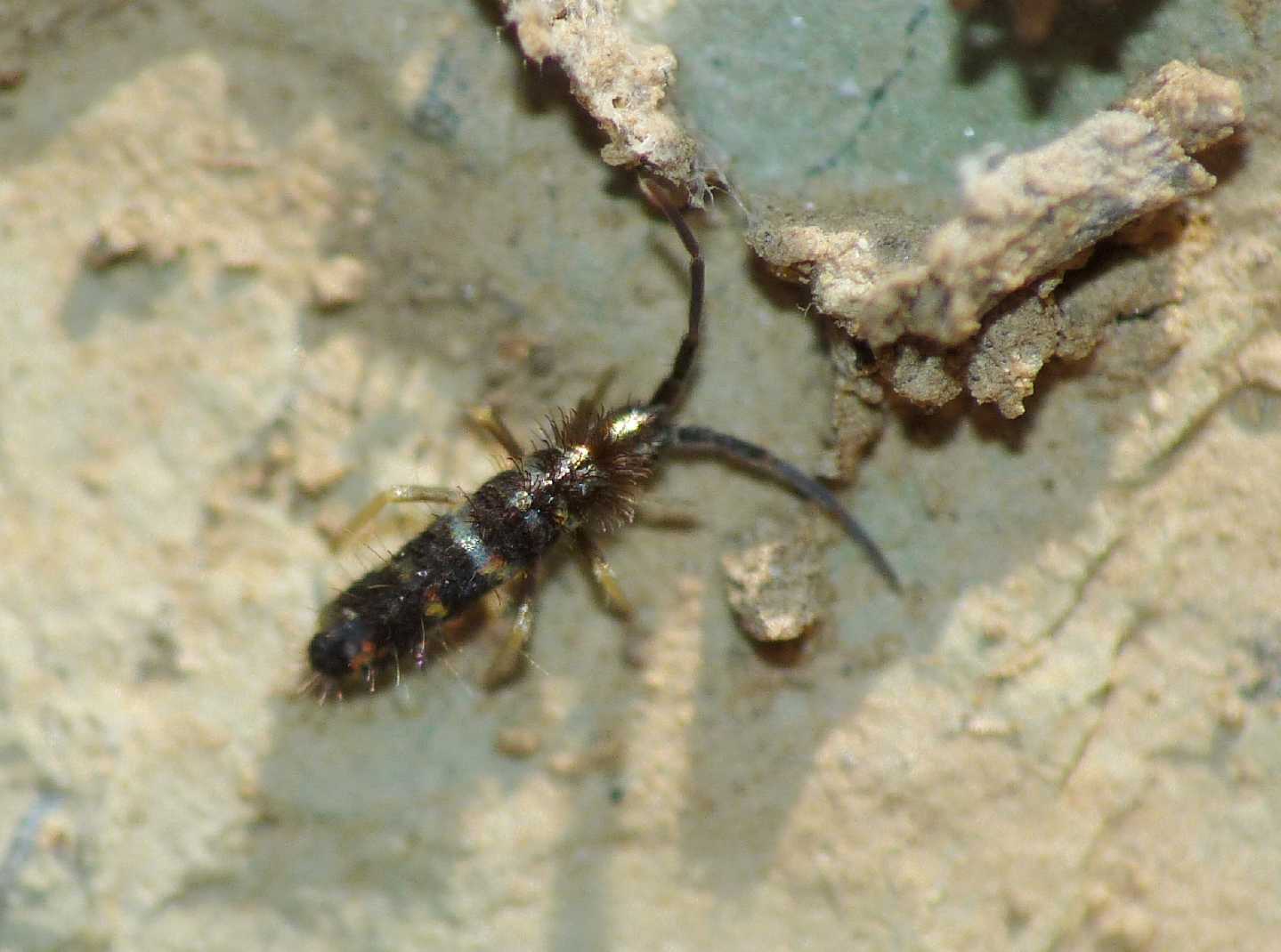 Collembolo bianco e nero